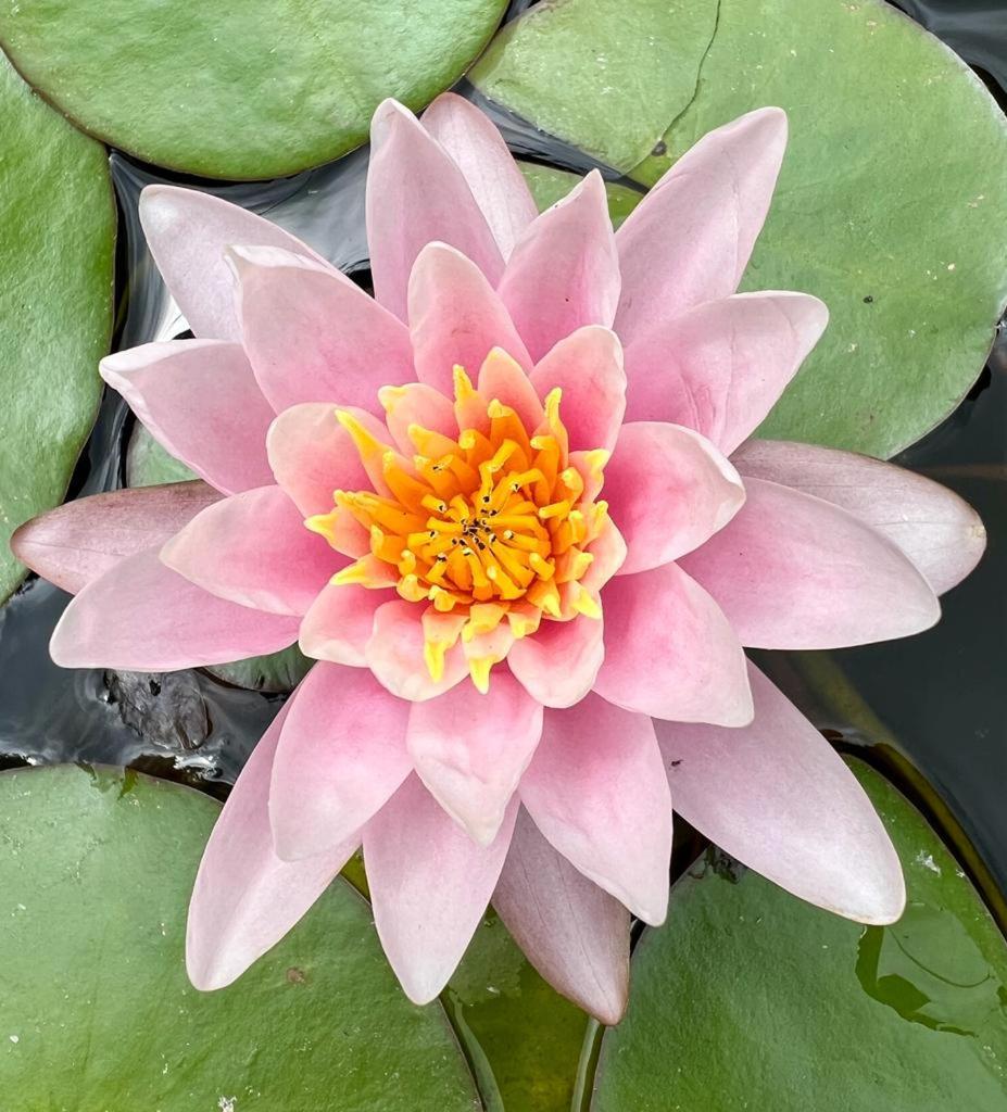 Gite 3 "Le Canal De Baza" Aux Magnolias Aubenas Zewnętrze zdjęcie