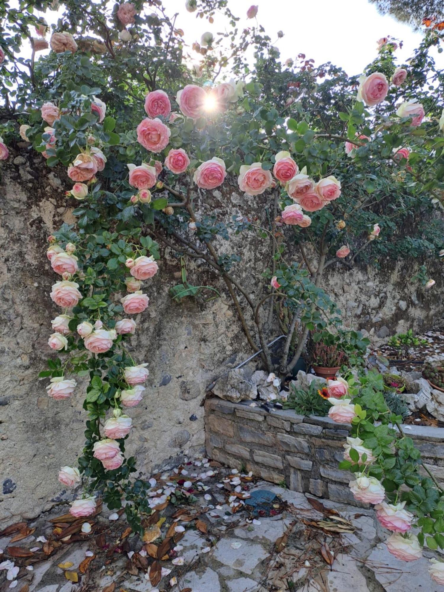 Gite 3 "Le Canal De Baza" Aux Magnolias Aubenas Zewnętrze zdjęcie
